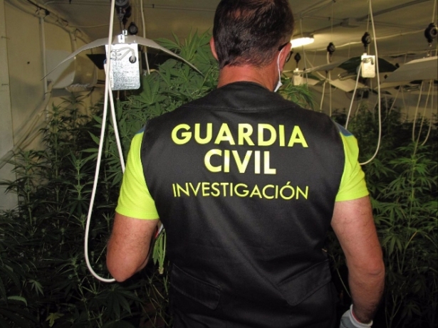 Agente de la Guardia Civil junto a plantas de marihuana (GUARDIA CIVIL) 