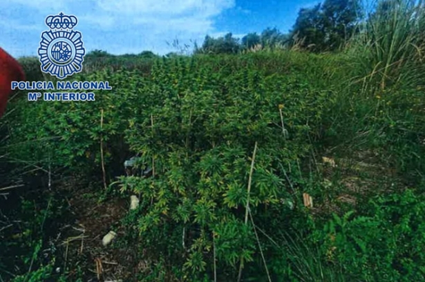 Plantación de marihuana (POLICÍA NACIONAL)