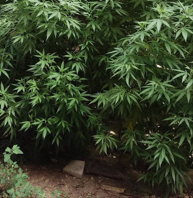 Plantación de marihuana en imagen de archivo (GUARDIA CIVIL) 