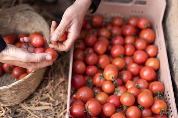 Tomates andaluces (LIDL)