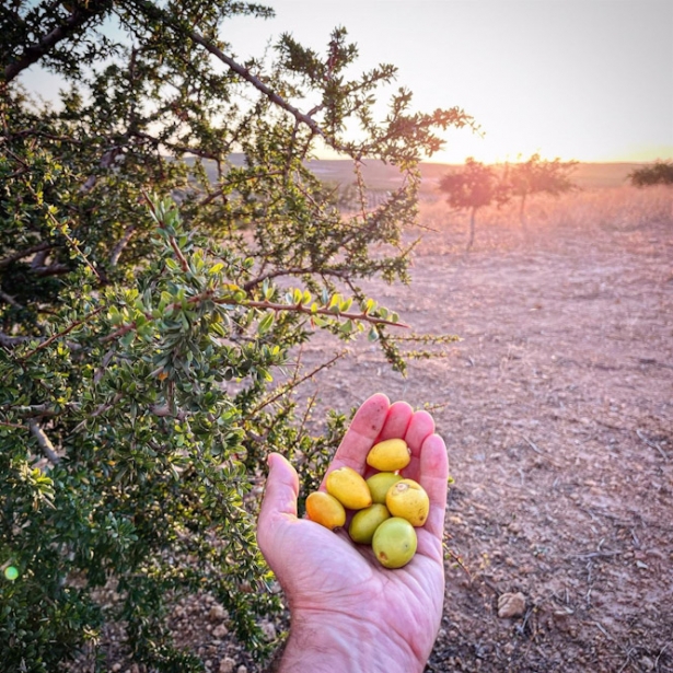 Frutos de argán recolectados por el grupo de trabajo de Cellbitec S.L. En su finca de Córdoba. (UGR)