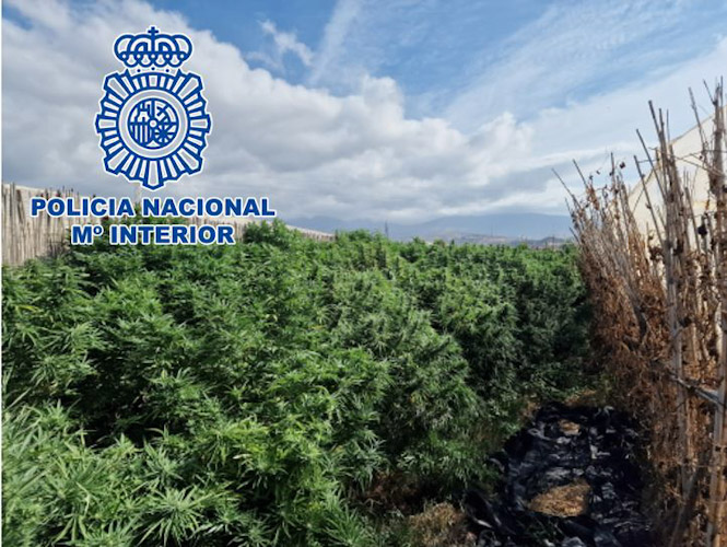 Plantación de marihuana (POLICÍA NACIONAL)