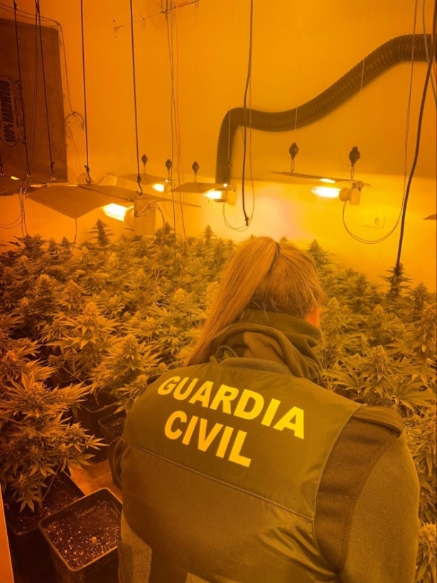 Plantación de marihuana intervenida por la Guardia Civil (GUARDIA CIVIL) 