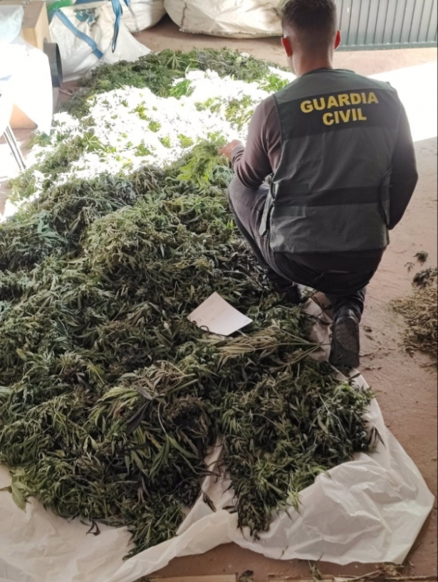 Agente de la Guardia Civil junto a la marihuana intervenida (GUARDIA CIVIL) 