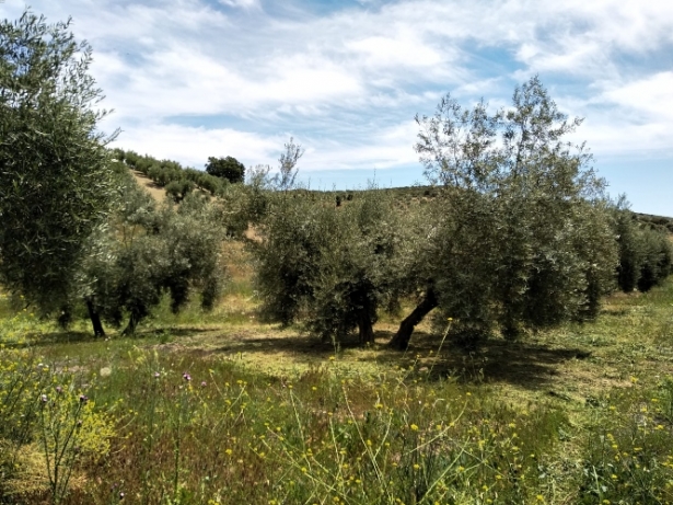 Imagen de recurso de un olivar (FAECA)