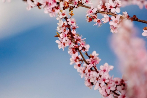 Rama de una flor de almendro (EDUARDO PARRA - EUROPA PRESS) 