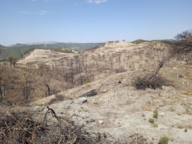 Sierra Los Guájares despues del incendio (PLATAFORMA POR EL MONTE ANDALUZ)