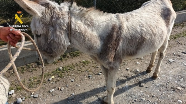 Burro recuperado por la Guardia Civil (GUARDIA CIVIL)