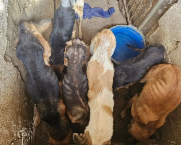 Grupo de perros desnutridos en Purullena, la semana pasada (PACMA)
