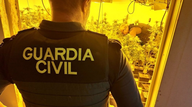 Agente de la Guardia Civil junto a una plantación de marihuana (GUARDIA CIVIL)