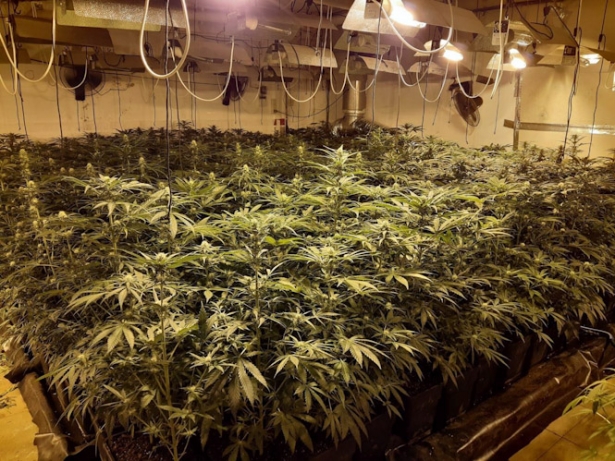 Imagen de fraude eléctrico en cultivo de marihuana. (ENDESA)