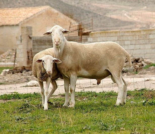 Raza ovina segureña (JUNTA)