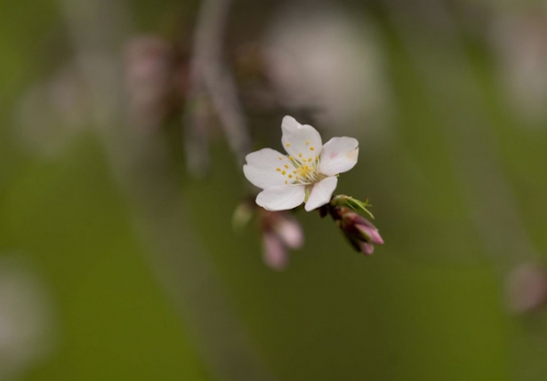 Rama de una flor de almendro. Archivo (EDUARDO PARRA - EUROPA PRESS)