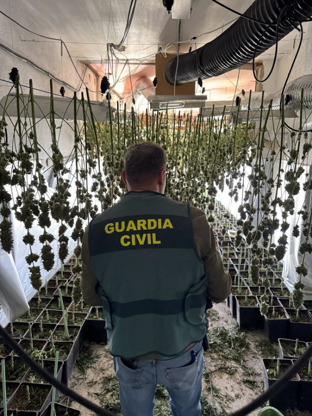 Operación contra el cultivo ilegal de marihuana (GUARDIA CIVIL)