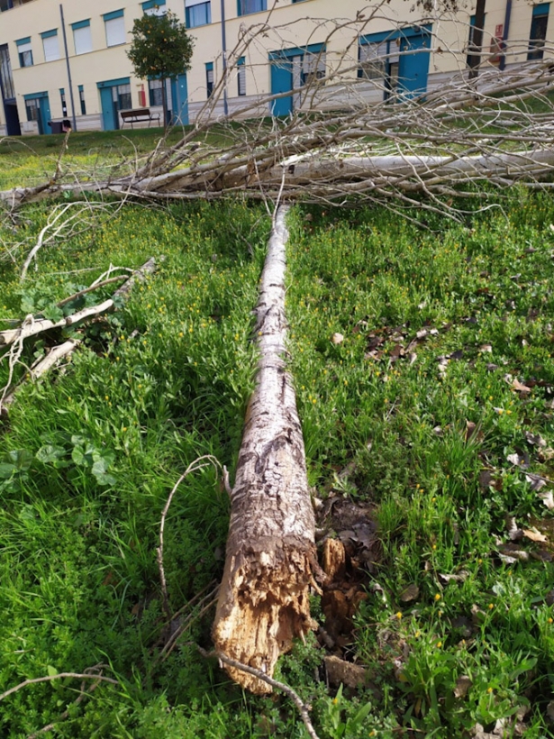 Estado de un árbol en la residencia Fernando de los Ríos, en una imagen facilitada por el Ayuntamiento de Granada (AYUNTAMIENTO)