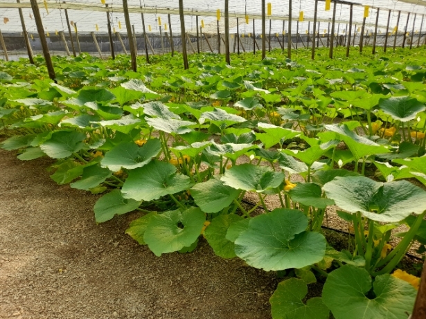 Plantación de Zucchiolo (FAECA)