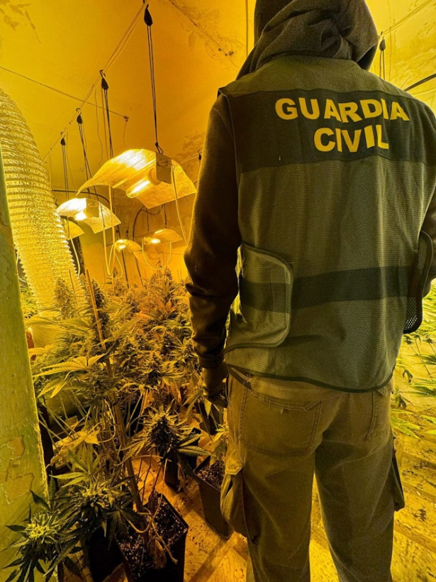 Agente de la Guardia Civil junto a una plantación de marihuana (GUARDIA CIVIL)
