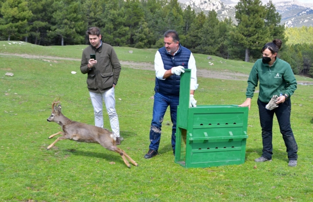 Programa de introducción del corzo en Andalucía (JUNTA DE ANDALUCÍA) 