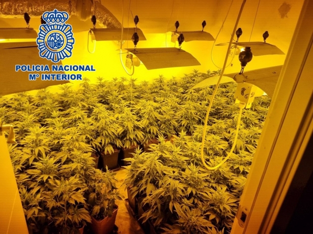 Plantación de marihuana en imagen de archivo (POLICÍA NACIONAL) 