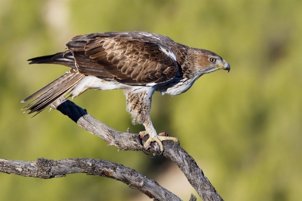 Especie de águila perdicera, en una imagen remitida por la UGR (UNIVERSIDAD DE GRANADA)