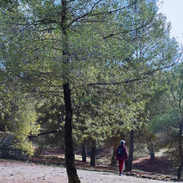 `Baño de bosque` en La Zubia (AYTO. LA ZUBIA) 