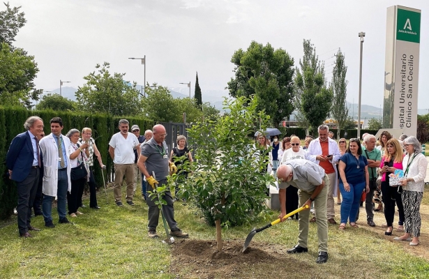 Plantación de un limonero (HUSC)