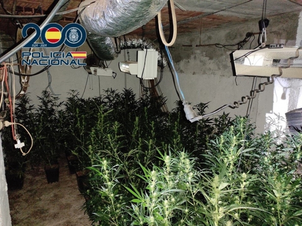 Marihuana incautada (POLICIA NACIONAL)