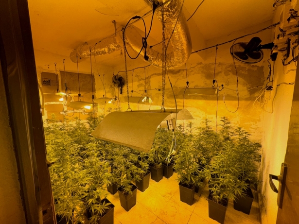 Plantación de marihuana en Fuensanta (CUERVA)