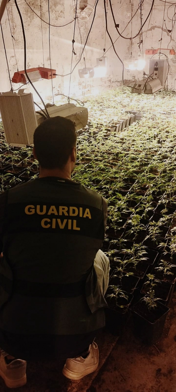 Agente en una plantación de marihuana (GUARDIA CIVIL)