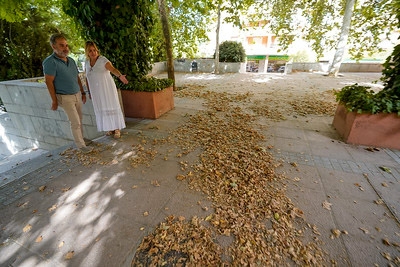 (PSOE)