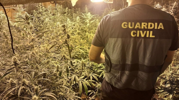 Agente de la Guardia Civil junto a una plantación de marihuana (GUARDIA CIVIL)