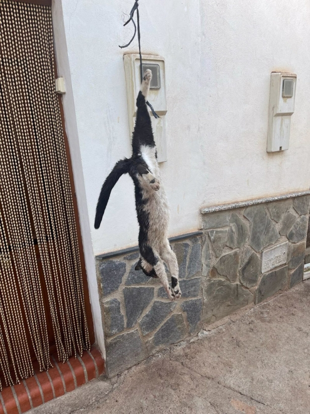 Foto del gato Samurai colgado del balcón de una vecina (PACMA)