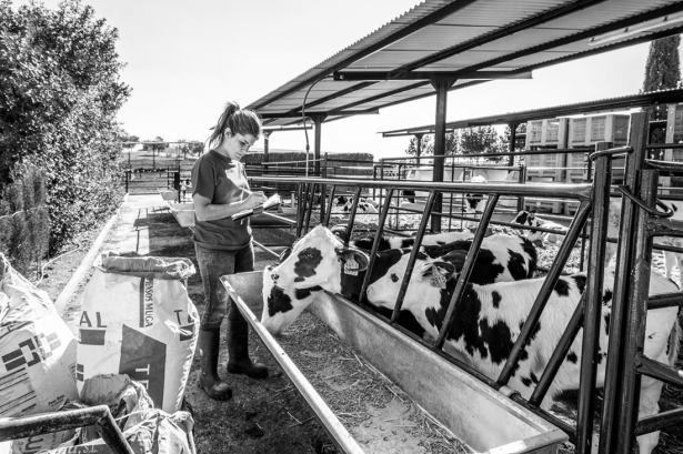 Una ganadera apuntando dando de comer a una vaca (JUNTA)
