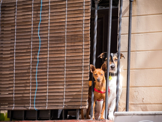 Imagen de recurso de dos perros (IU)