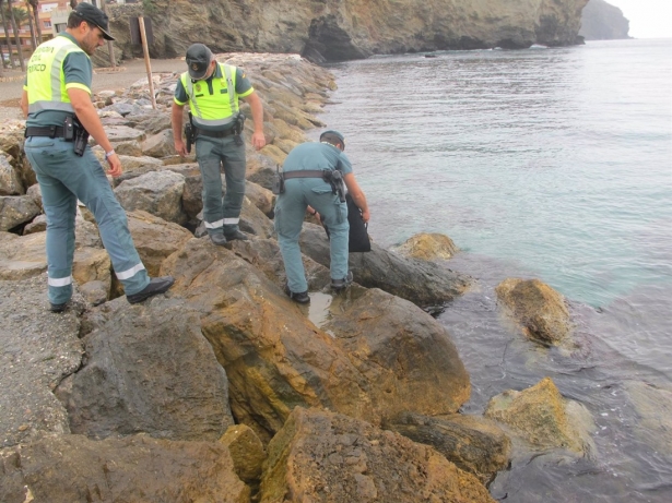 Agentes devuelven al mar las anémonas de mar capturadas ilegalmente en una playa de Motril (GUARDIA CIVIL DE GRANADA)