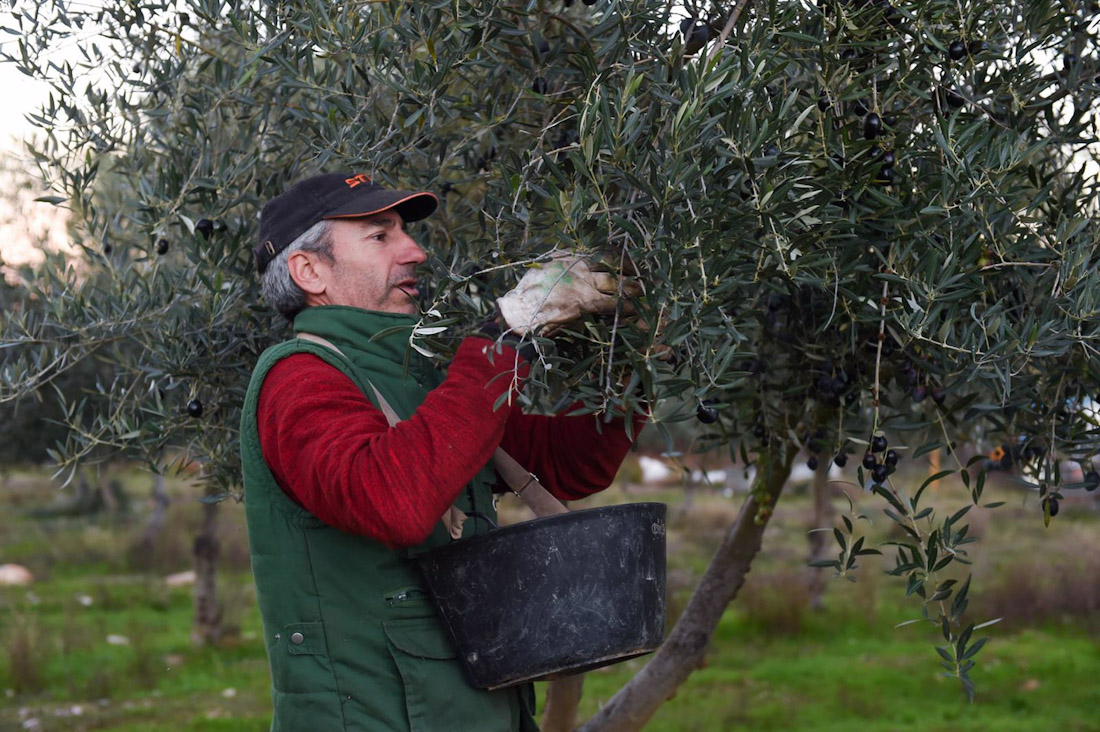 Una persona recolecta aceitunas, en un olivar de Holguera (Cáceres) en imagen de archivo (GUSTAVO VALIENTE - EUROPA PRESS) Una persona recolecta aceitunas, en un olivar de Holguera (Cáceres) en imagen de archivo (GUSTAVO VALIENTE - EUROPA PRESS)