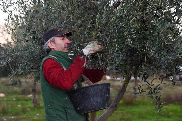 Una persona recolecta aceitunas, en un olivar de Holguera (Cáceres) en imagen de archivo (GUSTAVO VALIENTE - EUROPA PRESS)