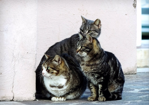 Gatos, en imagen de archivo (DIPUTACIÓN DE ZARAGOZA)