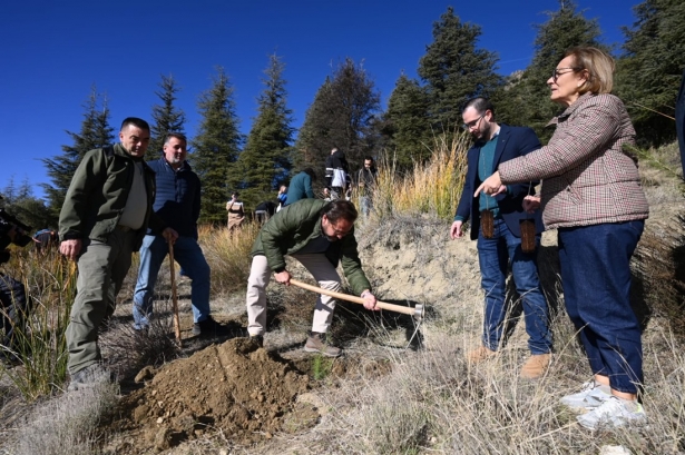 Imagen de la reforestación (JUNTA)