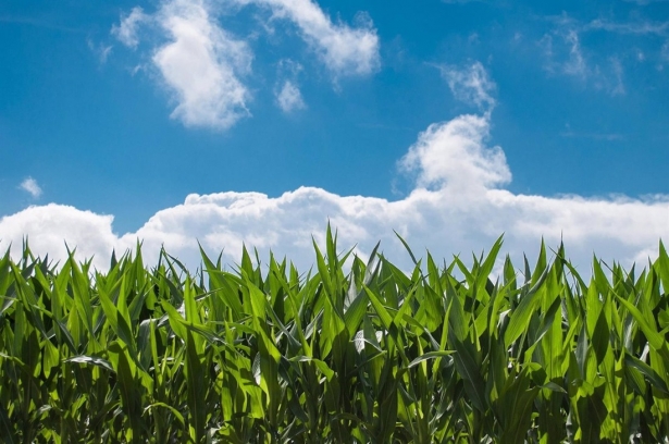 Imagen de recurso de un campo de cultivo (REMITIDA POR LA UGR)
