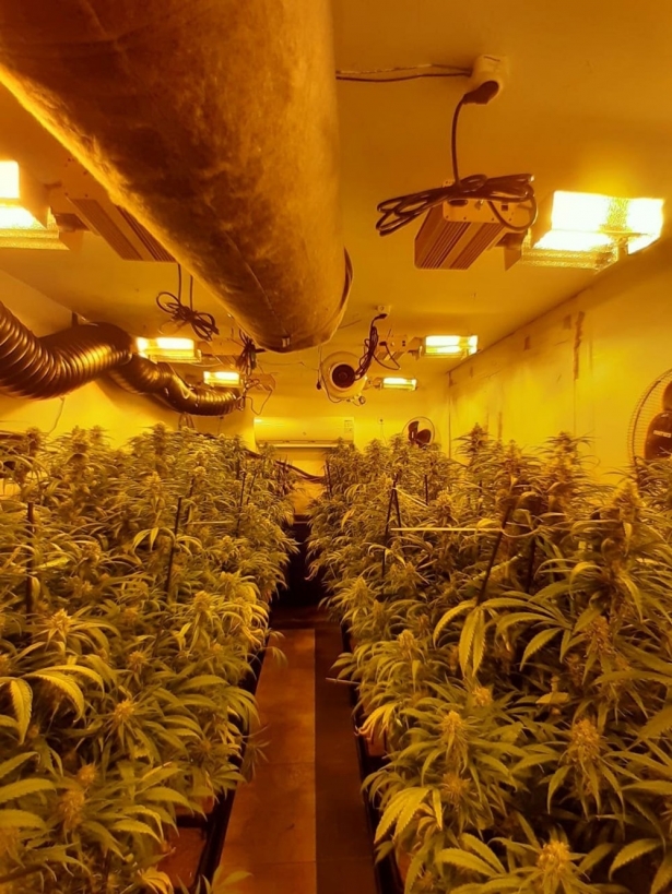 Plantación de marihuana `indoor` (ENDESA)