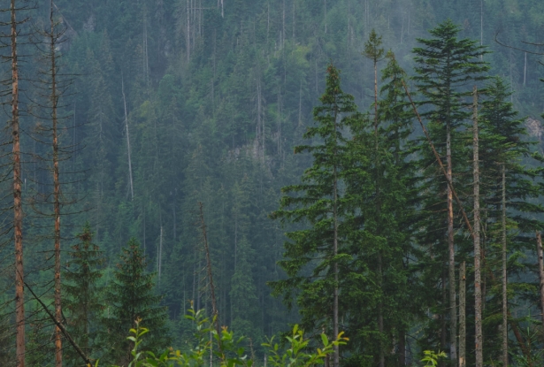 Imagen de un bosque 