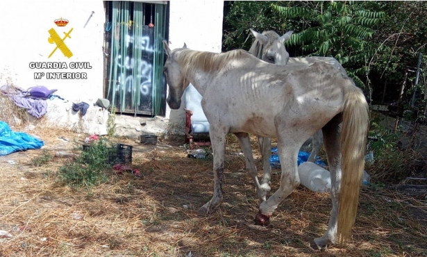 Caballos localizacos en Cádiar (Granada) con desnutrición y heridas (GUARDIA CIVIL)