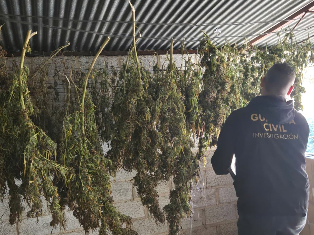 Actuación de la Guardia Civil contra el cultivo de marihuana (GUARDIA CIVIL) Actuación de la Guardia Civil contra el cultivo de marihuana (GUARDIA CIVIL)