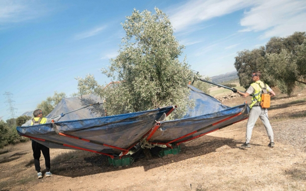 Inicio de la campaña oleicola (MONTES DE GRANADA) Inicio de la campaña oleicola (MONTES DE GRANADA)