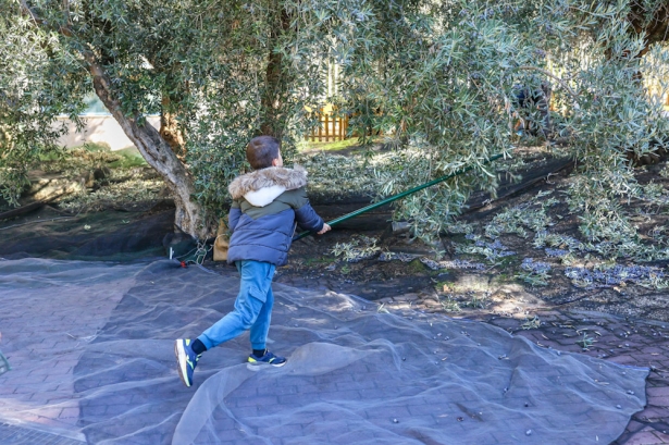 Recogida de aceitunas en el Parque de las Ciencias (GPMEDIA)