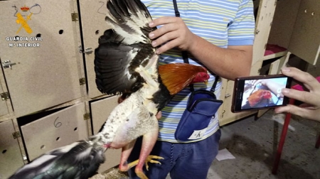 Uno de los gallos recuperados (OPC GUARDIA CIVIL) 