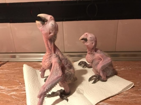 Guacamayos que han nacido en el parque ‘Loro Sexi’ (AYTO. ALMUÑÉCAR)