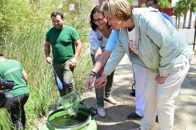 La delegada de Agricultura y la alcaldesa sueltan fartet en la Charca Suárez (JUNTA)