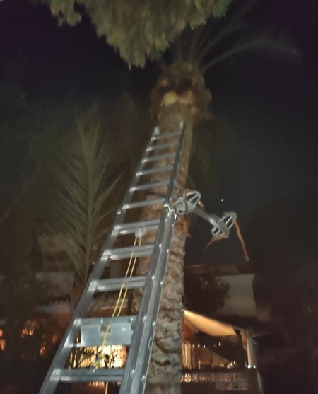 Palmera donde quedó colgado el hombre (AYTO. ALMUÑÉCAR)